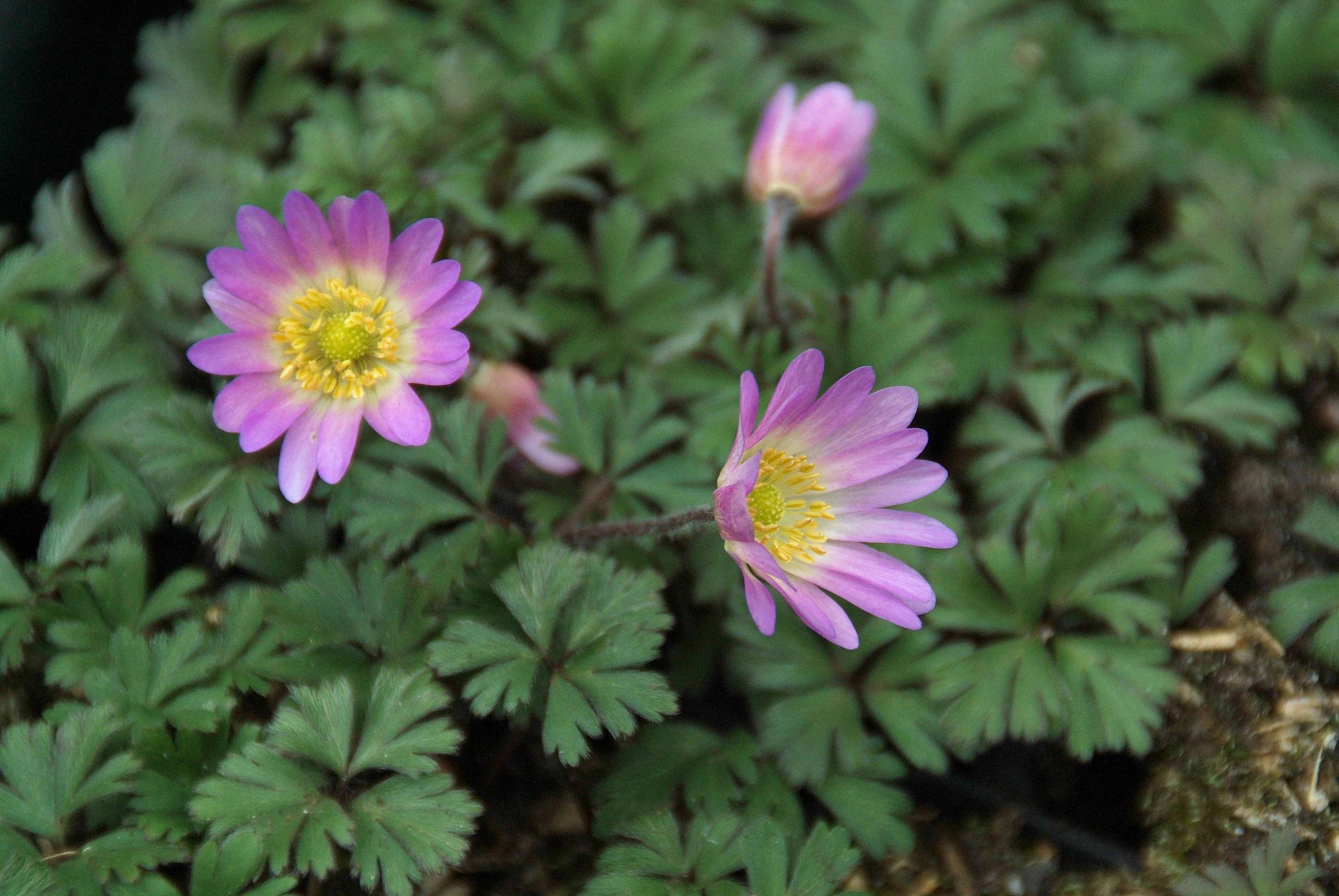 Anemone blanda 'Rosea' bestellen